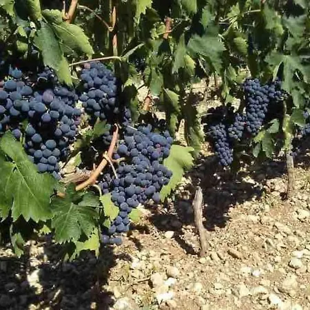 Civico25 Abruzzo - Azienda Agricola E شقة
